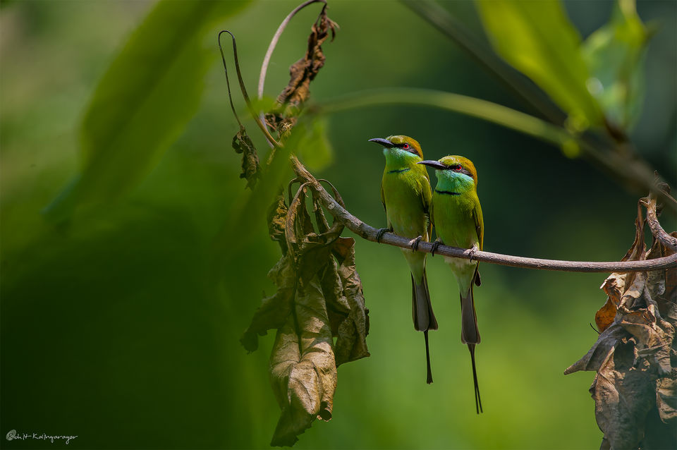 Photo of Why Is Valparai a Dream Destination for Wild Life Photo Enthusiasts? 3/12 by Aparna Sharma