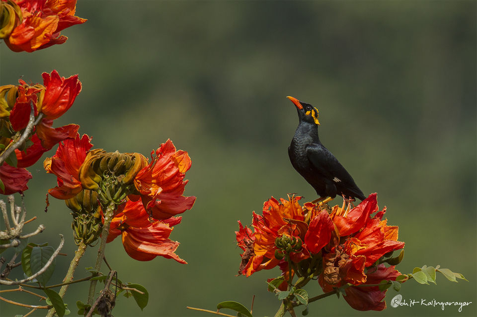 Photo of Why Is Valparai a Dream Destination for Wild Life Photo Enthusiasts? 4/12 by Aparna Sharma
