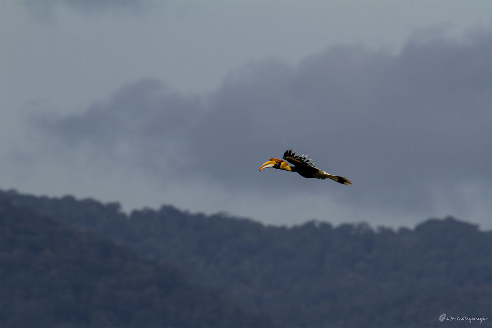 Photo of Why Is Valparai a Dream Destination for Wild Life Photo Enthusiasts? 6/12 by Aparna Sharma