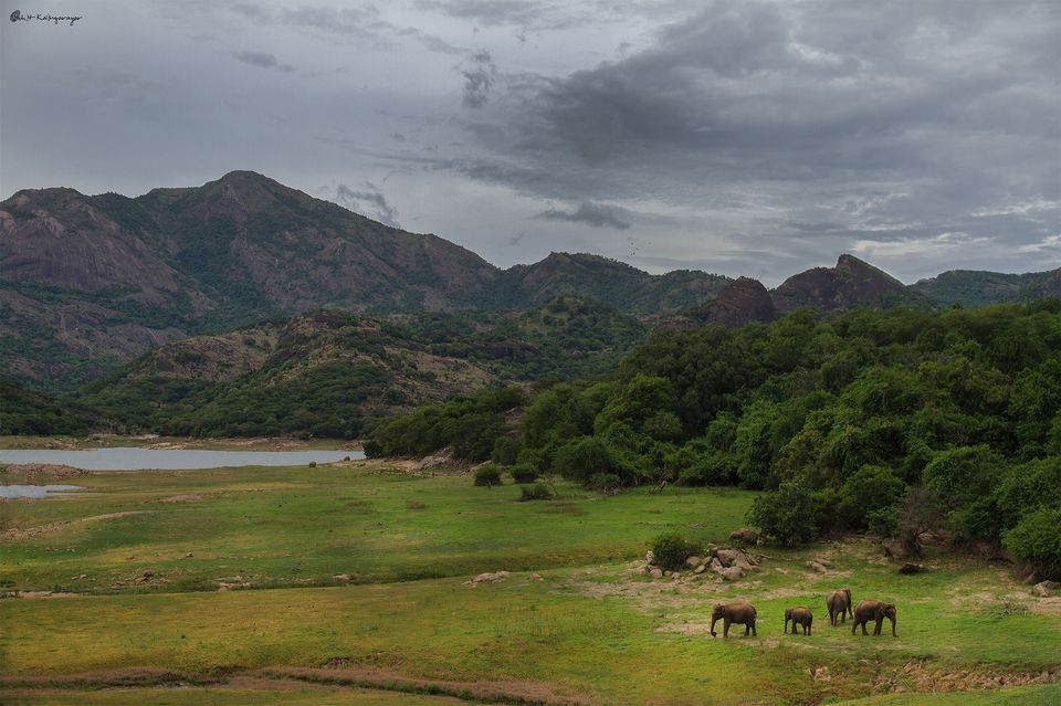 Photo of Why Is Valparai a Dream Destination for Wild Life Photo Enthusiasts? 7/12 by Aparna Sharma