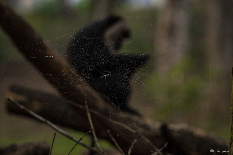Photo of Why Is Valparai a Dream Destination for Wild Life Photo Enthusiasts? 10/12 by Aparna Sharma