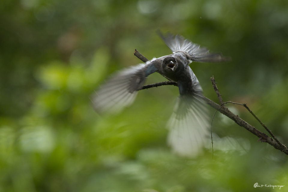 Photo of Why Is Valparai a Dream Destination for Wild Life Photo Enthusiasts? 1/12 by Aparna Sharma