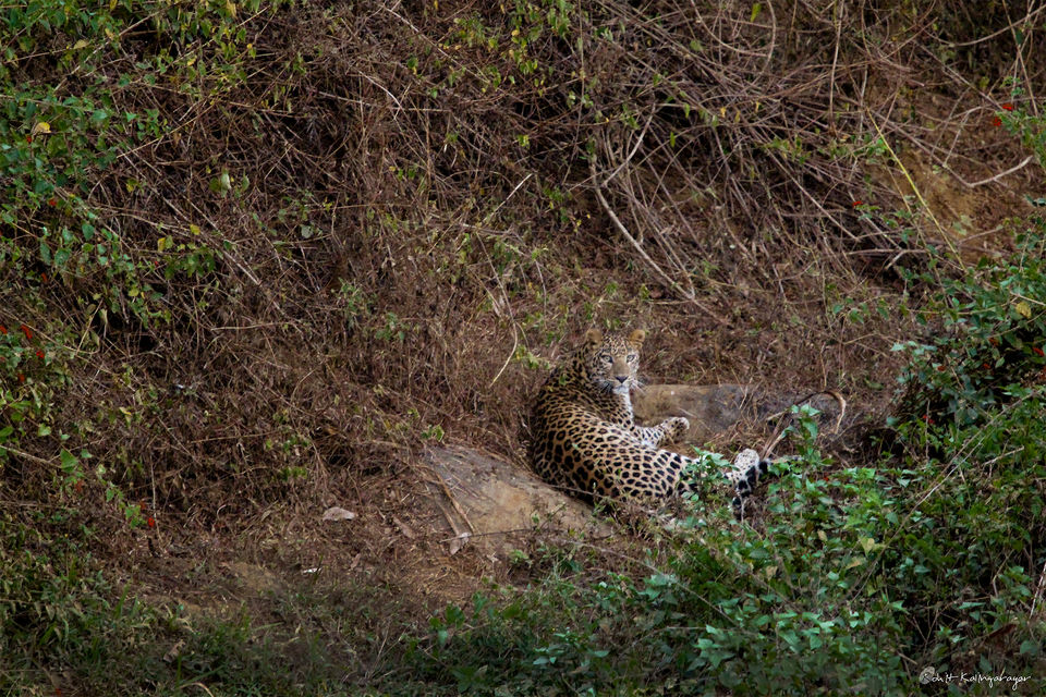 Photo of Why Is Valparai a Dream Destination for Wild Life Photo Enthusiasts? 8/12 by Aparna Sharma