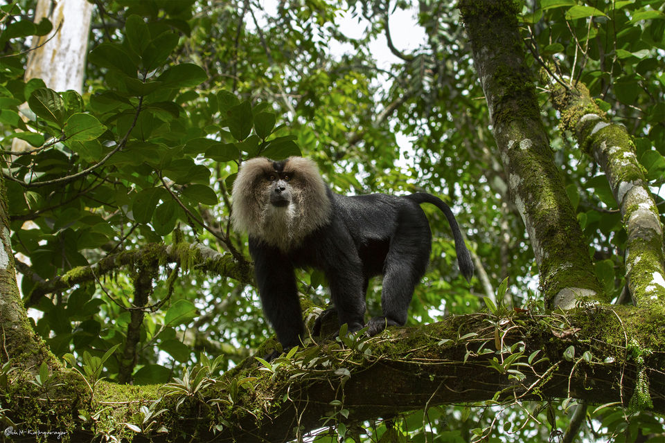 Photo of Why Is Valparai a Dream Destination for Wild Life Photo Enthusiasts? 9/12 by Aparna Sharma