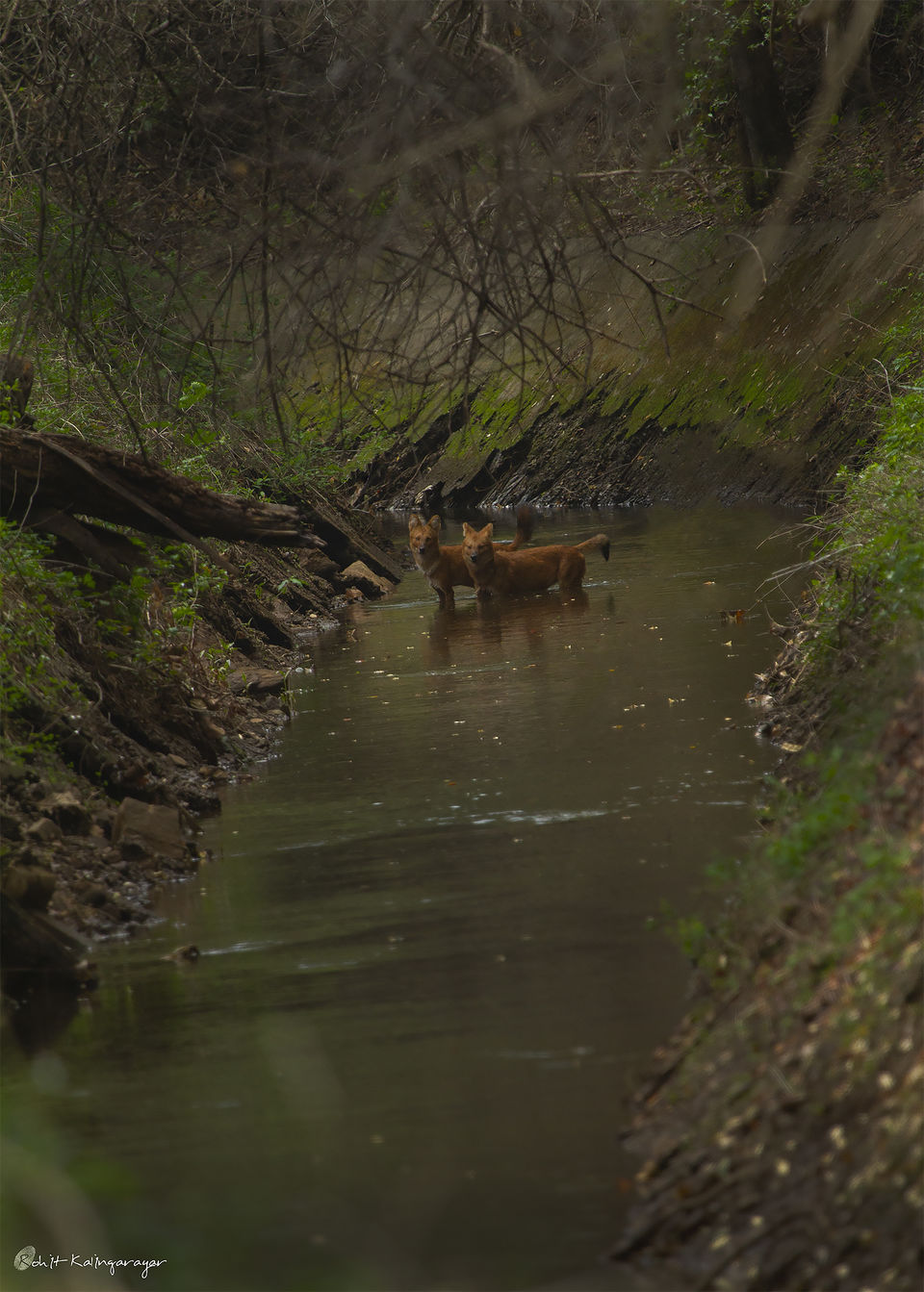Photo of Why Is Valparai a Dream Destination for Wild Life Photo Enthusiasts? 12/12 by Aparna Sharma