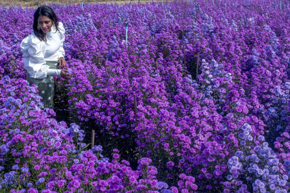 Photo of Flowers of Every Colour: This Farm in Chiang Mai Is Every Instagrammers Dream Come True! 2/5 by Aparna Sharma