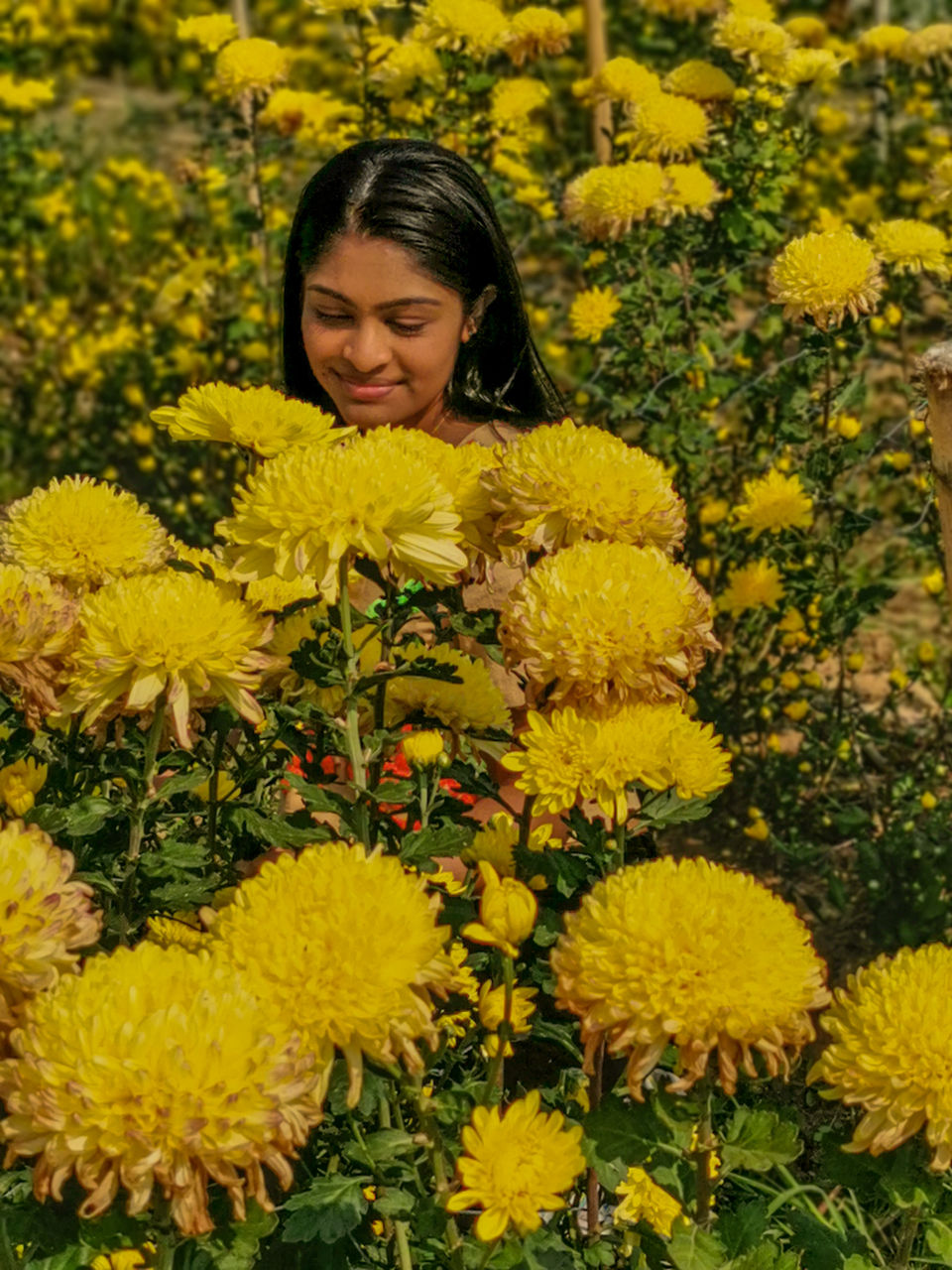 Photo of Flowers of Every Colour: This Farm in Chiang Mai Is Every Instagrammers Dream Come True! 4/5 by Aparna Sharma