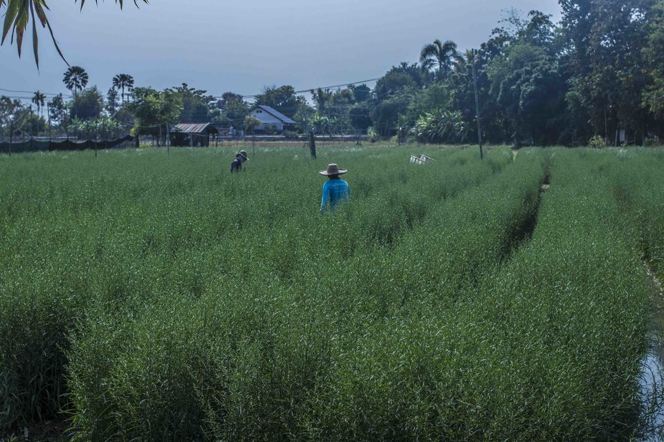 Photo of Flowers of Every Colour: This Farm in Chiang Mai Is Every Instagrammers Dream Come True! 5/5 by Aparna Sharma