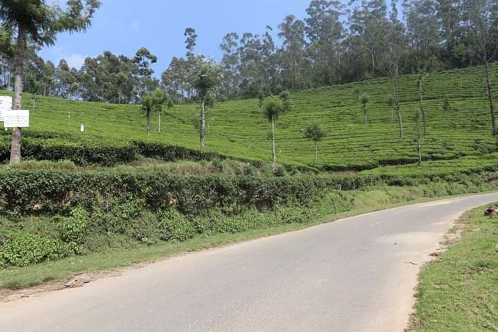 Photo of Munnar by Rumki Sengupta