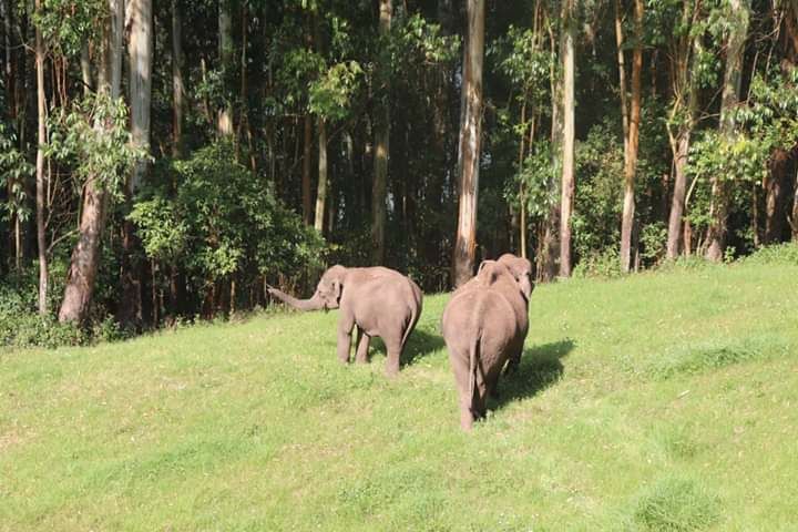 Photo of Munnar by Rumki Sengupta