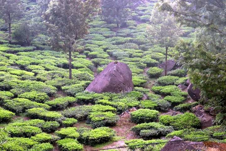 Photo of Munnar by Rumki Sengupta