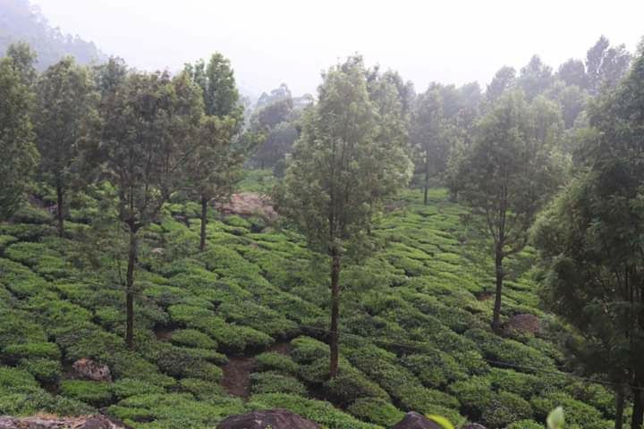 Photo of Munnar by Rumki Sengupta