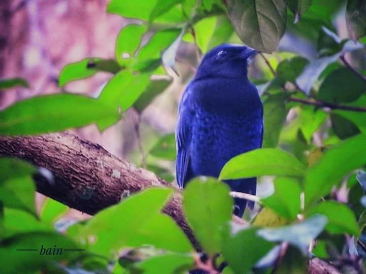 Photo of Mesmerising Kerala Part I by Rumki Sengupta