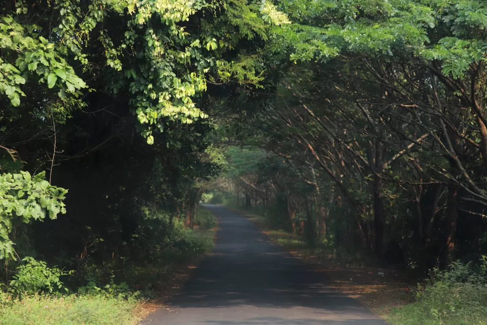 Photo of In search of adventure.... Satkosia Tiger Reserve, Odisha by Rumki Sengupta