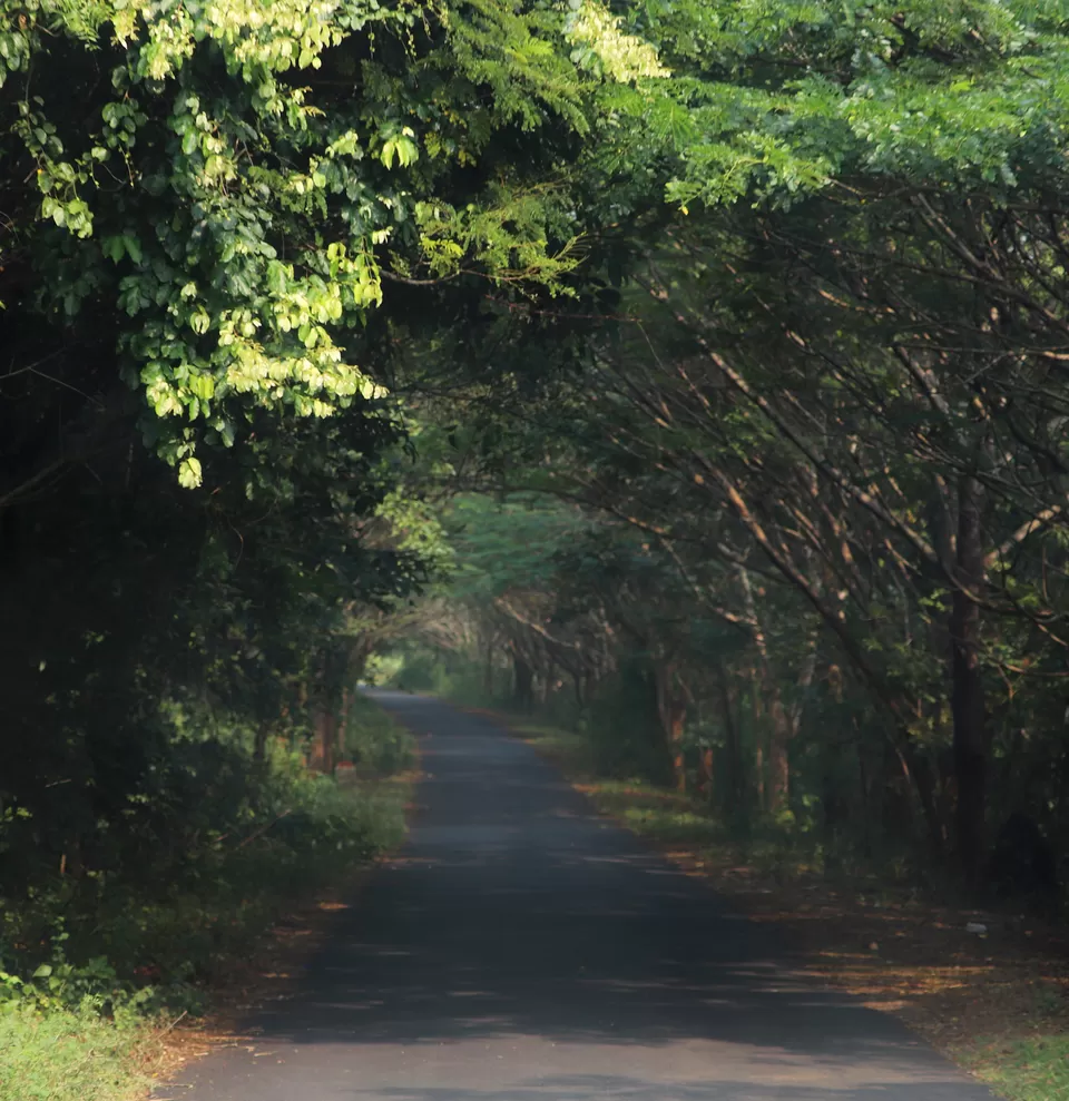Photo of In search of adventure.... Satkosia Tiger Reserve, Odisha by Rumki Sengupta