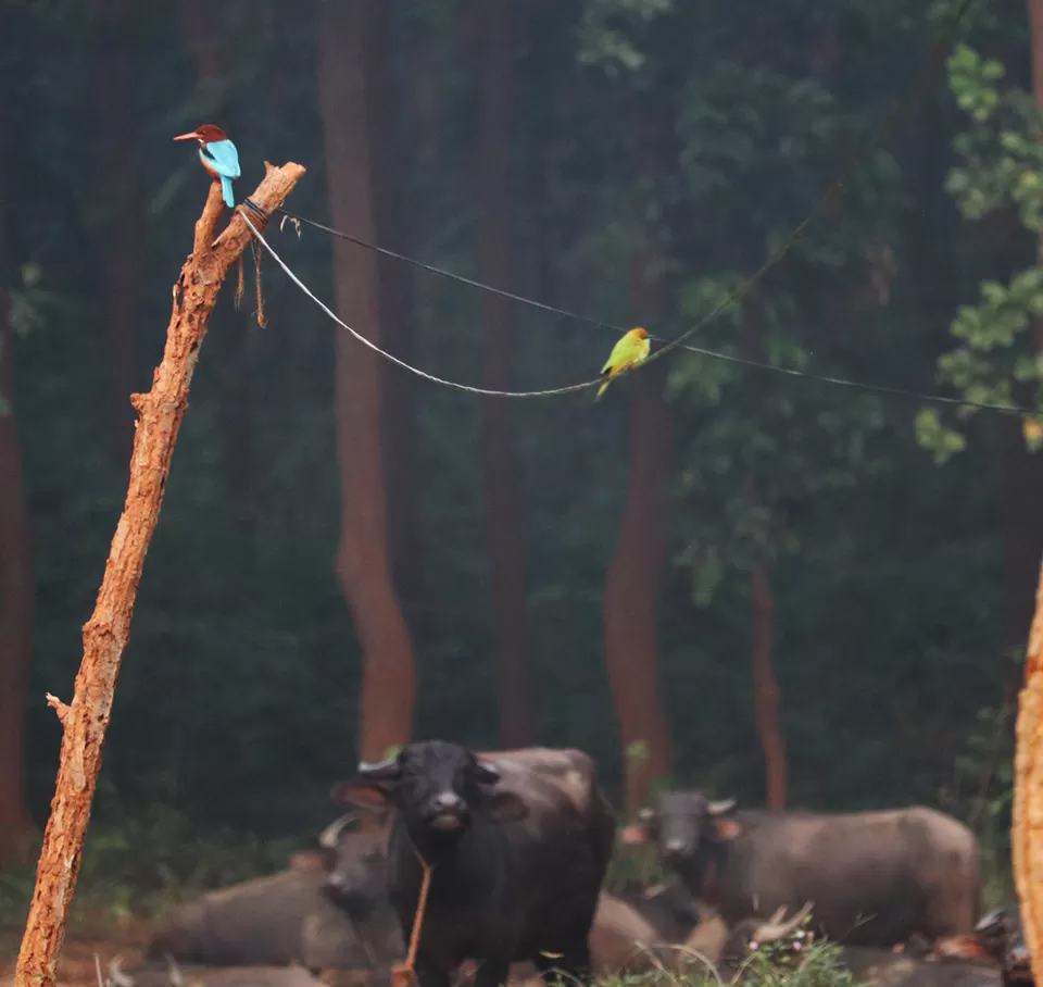 Photo of In search of adventure.... Satkosia Tiger Reserve, Odisha by Rumki Sengupta