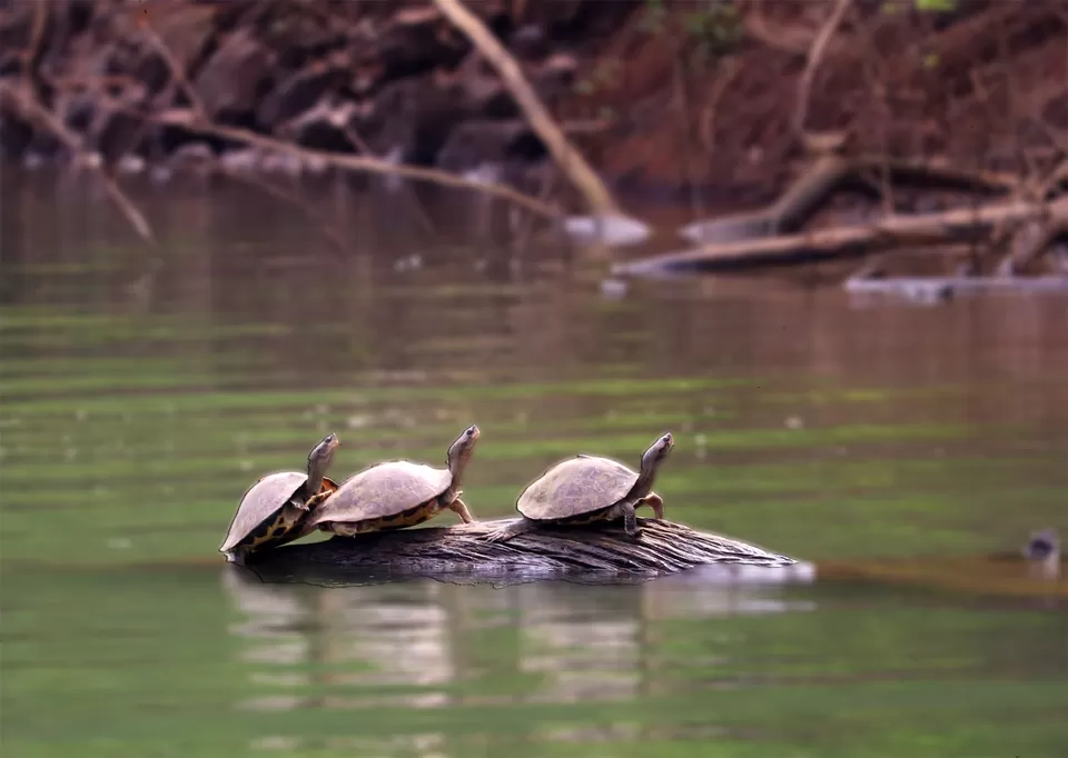 Photo of In search of adventure.... Satkosia Tiger Reserve, Odisha by Rumki Sengupta
