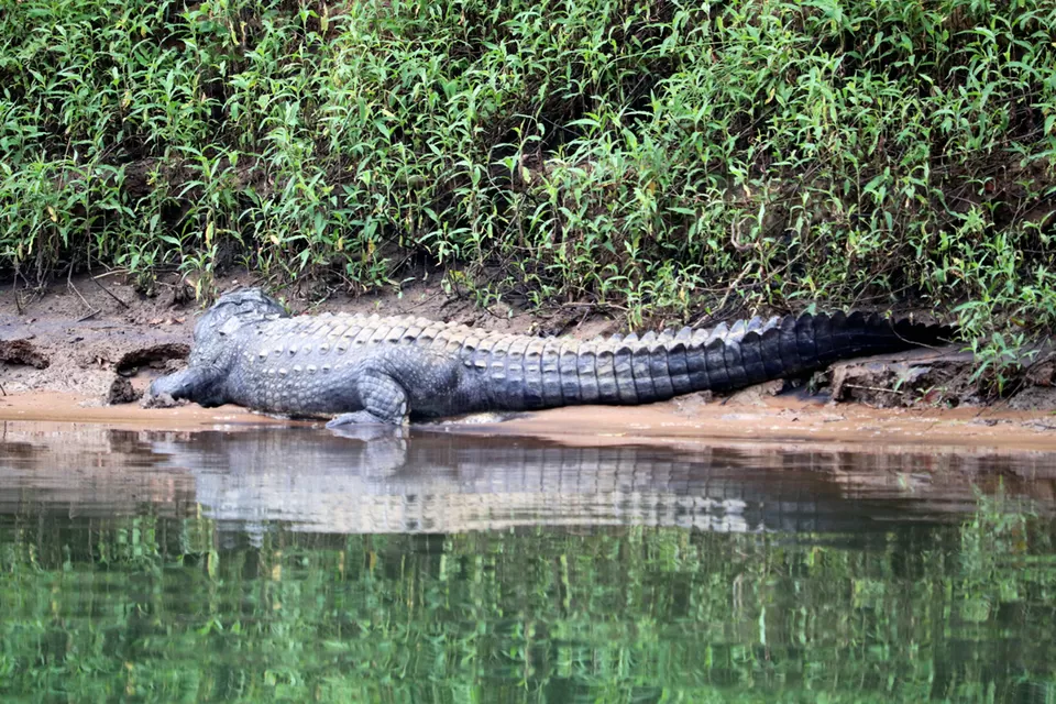Photo of In search of adventure.... Satkosia Tiger Reserve, Odisha by Rumki Sengupta