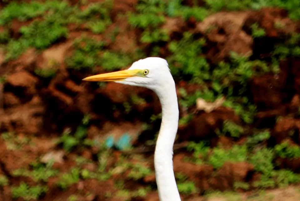 Photo of In search of adventure.... Satkosia Tiger Reserve, Odisha by Rumki Sengupta