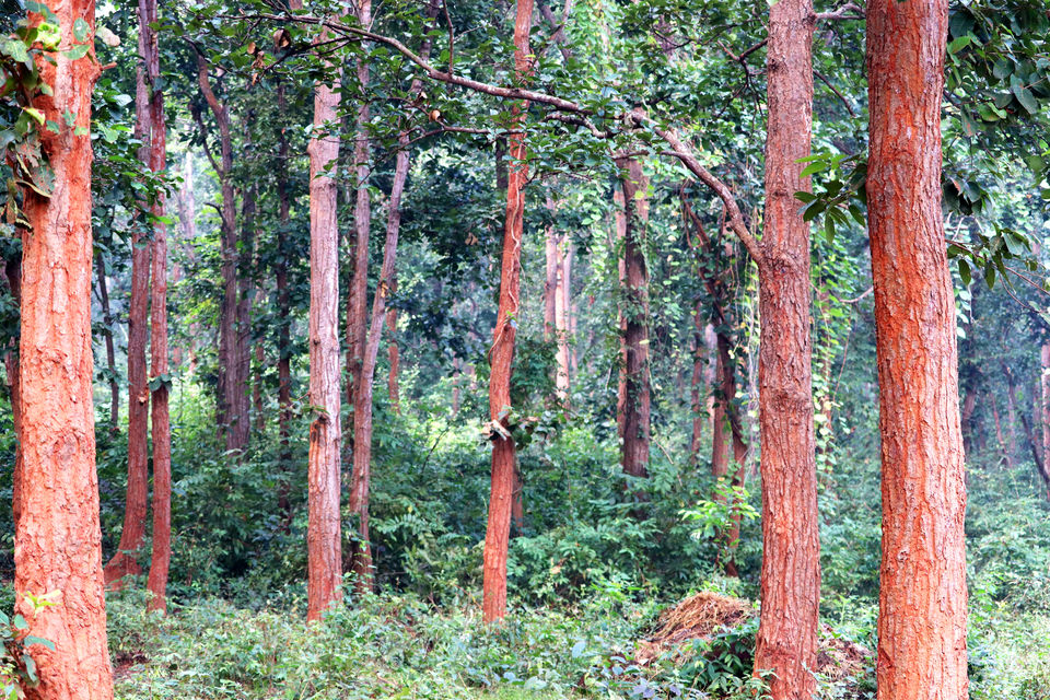 Photo of In search of adventure.... Satkosia Tiger Reserve, Odisha by Rumki Sengupta