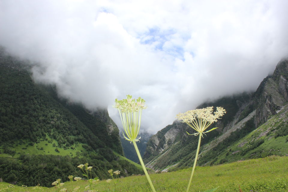 Photo of Valley of flowers- Heaven on earth 2/8 by Rashmi Pai
