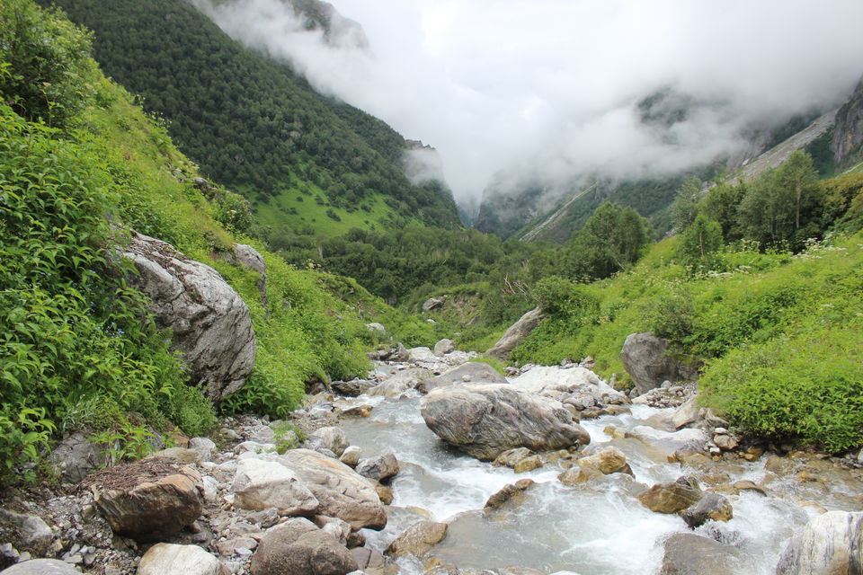 Photo of Valley of flowers- Heaven on earth 3/8 by Rashmi Pai