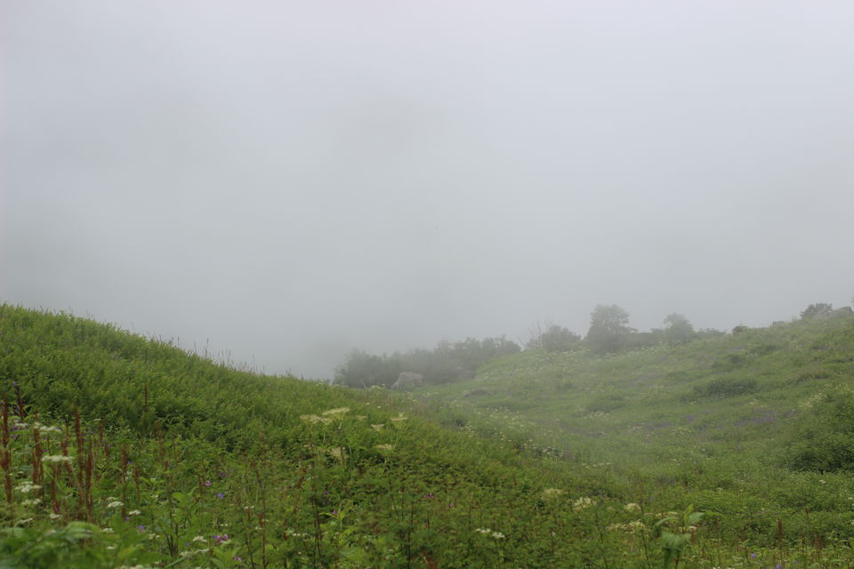 Photo of Valley of flowers- Heaven on earth 4/8 by Rashmi Pai
