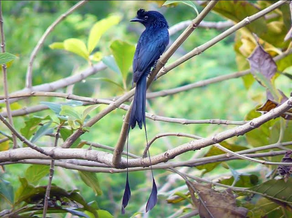 Photo of बीनॉग वन्यजीव अभ्यारण्य: ये मसूरी में ‘छिपे खजाने’ से कम नहीं !फिर इसके दीदार में देर किस बात की। by Smita Yadav