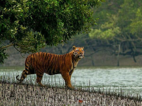 Photo of अगर आप भी हैं प्रकृति प्रेमी, तो एक बार पश्चिम बंगाल के इन प्रमुख राष्ट्रीय उद्यानों में ज़रूर पहुंचे by Smita Yadav