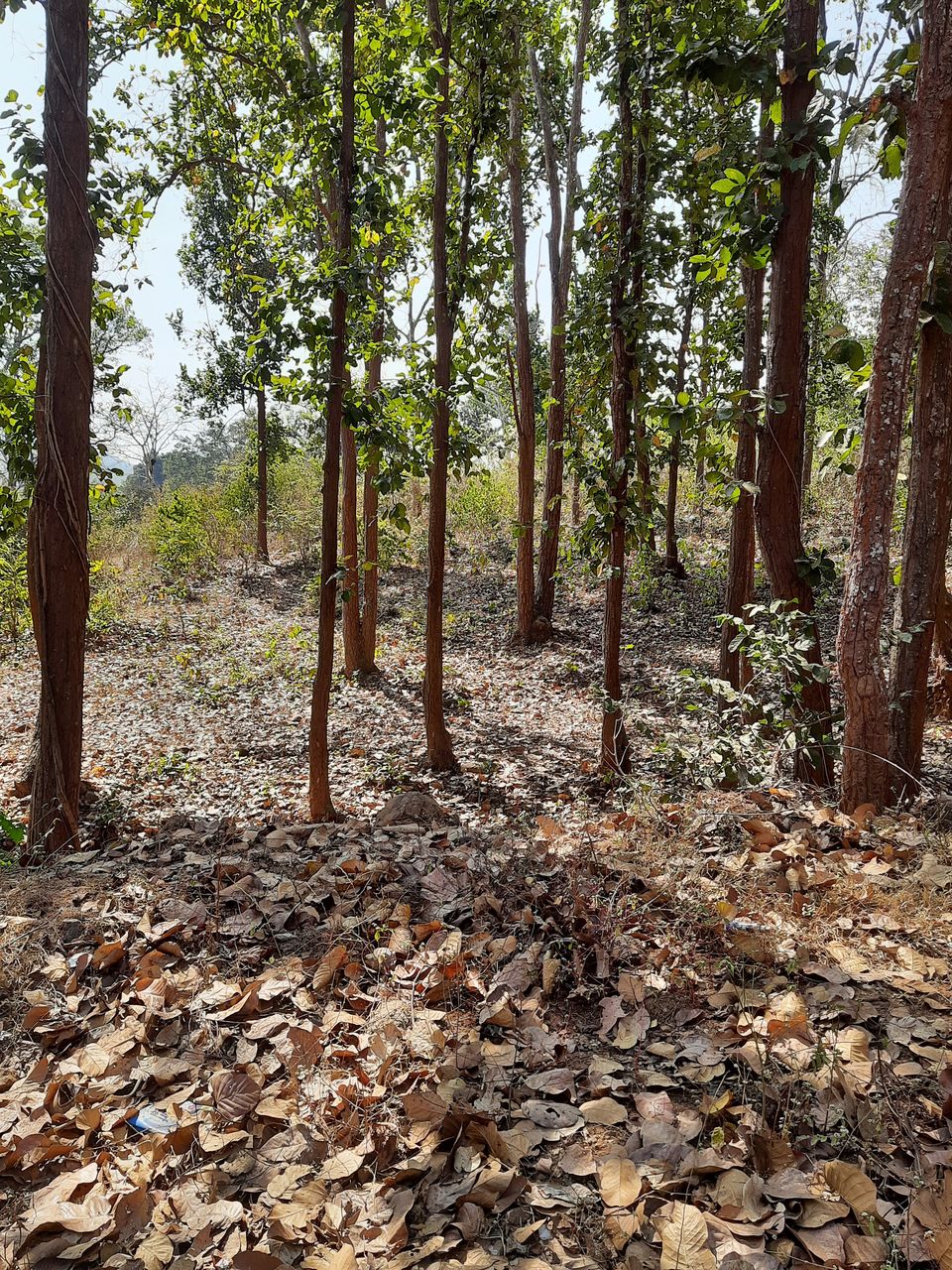 Photo of Can't get enough of Countryside... by Mandakini Dehuri