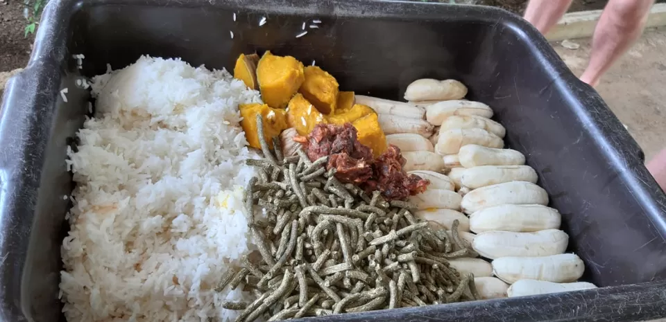 Photo of Solo traveler, detained baggage, Thai food tasting, island hopping, elephant bathing & more... by Sneha Das