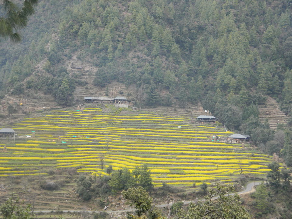 Photo of Heaven called _ Barot valley 13/17 by saket.sankhyan