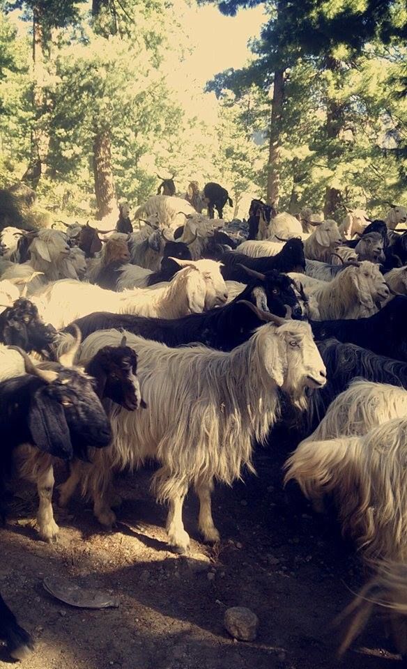 Photo of "Kasol - Tosh - Manikaran - Kheer Ganga" - Boom Trip by Anjali Rakheja