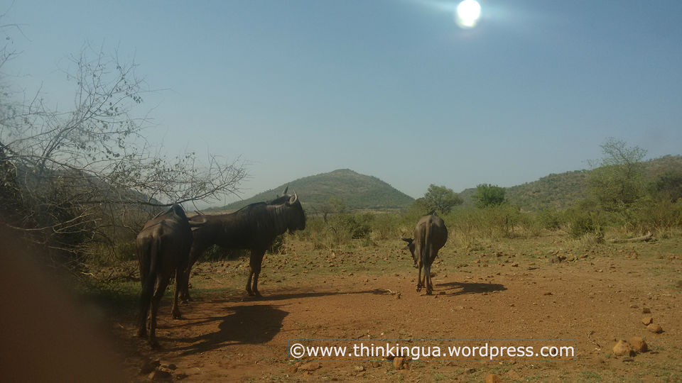 Photo of Pilanesberg National Reserve Visit (South Africa) 3/6 by soundryasn