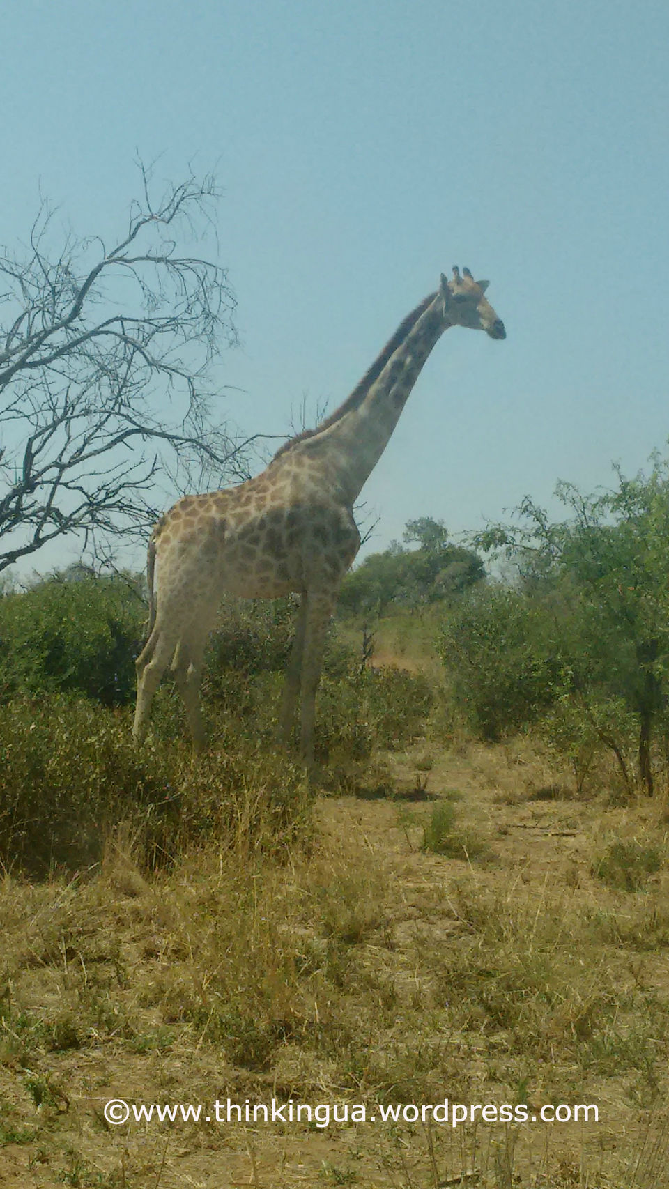 Photo of Pilanesberg National Reserve Visit (South Africa) 6/6 by soundryasn