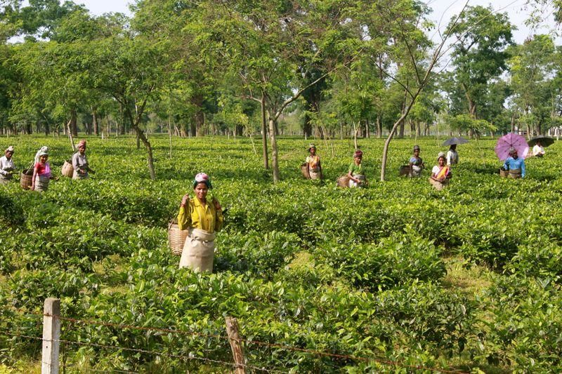 Photo of Dibrugarh, Assam, India by Vaivhav Todi