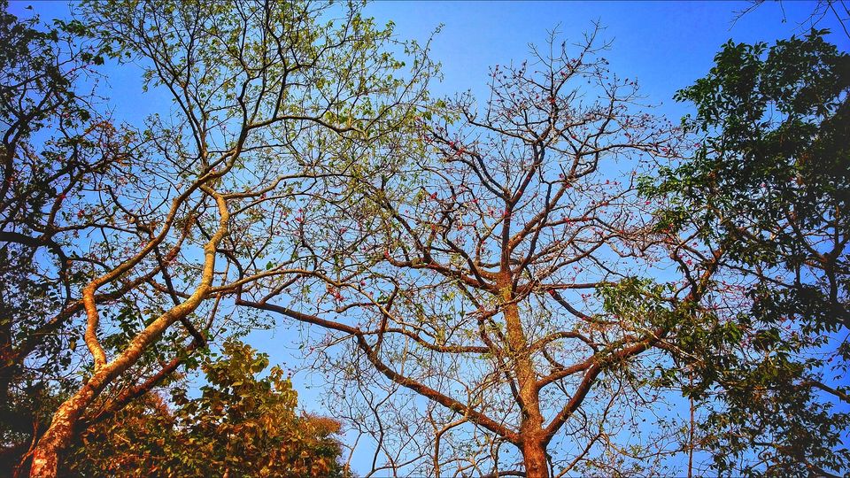 Photo of Taste Adventure and Thrill with the Exciting Jeep Safari in Dooars,Bengal by iamdsayantan
