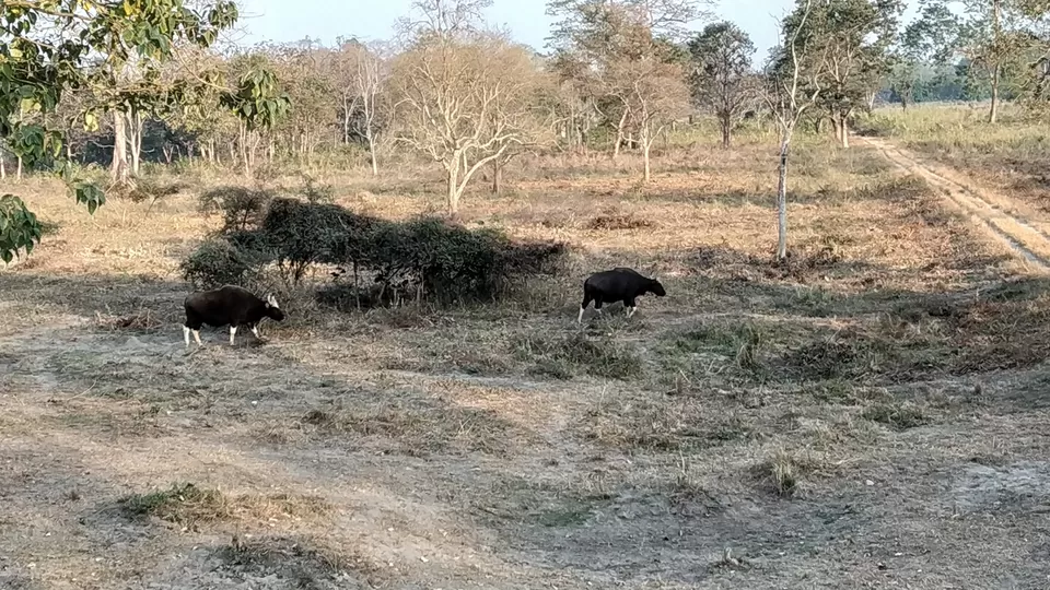 Photo of Taste Adventure and Thrill with the Exciting Jeep Safari in Dooars,Bengal by iamdsayantan