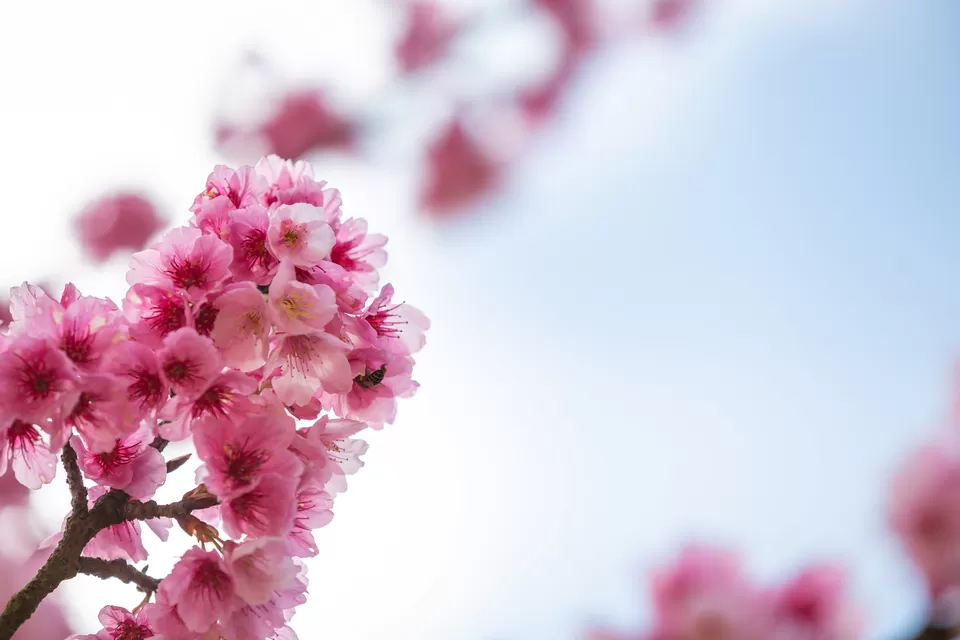 Photo of Japan by camique1234
