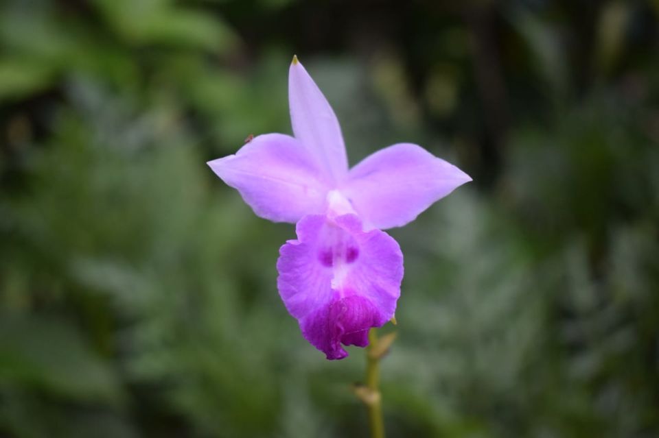 Photo of Watch beautiful Orchids adorn the Himalayan Foothills at Sessa Orchid Sanctuary! 5/6 by Bhagyashree Joshi @Thepoonagirl