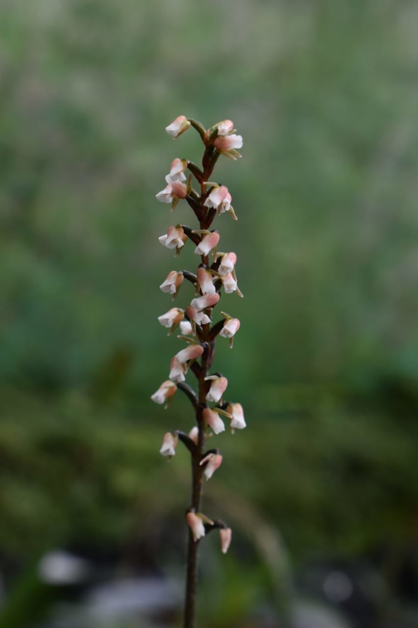 Photo of Watch beautiful Orchids adorn the Himalayan Foothills at Sessa Orchid Sanctuary! 6/6 by Bhagyashree Joshi @Thepoonagirl