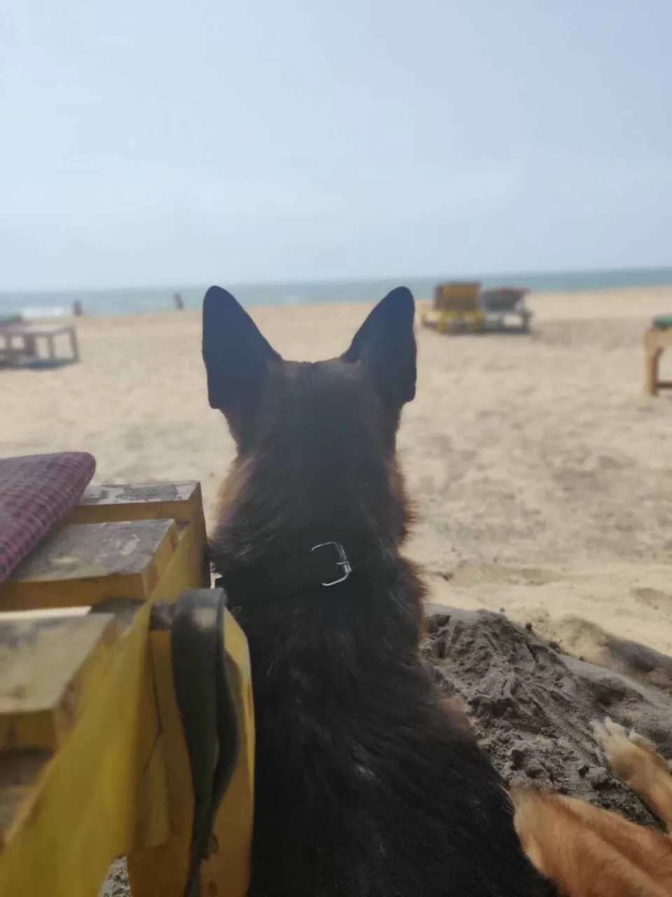 Photo of Road Trip to Goa with our Pet!!! by Travelling Paw