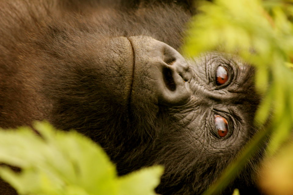 The Gorilla Loop - Kenya, Uganda Rwanda - Tripoto