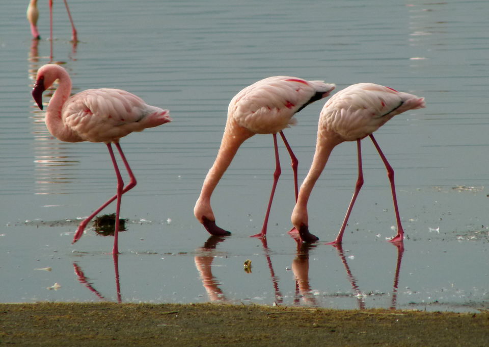 Photo of The Gorilla Loop - Kenya, Uganda & Rwanda 16/22 by David Patrick