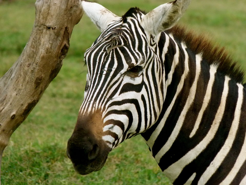 Photo of The Gorilla Loop - Kenya, Uganda & Rwanda 17/22 by David Patrick