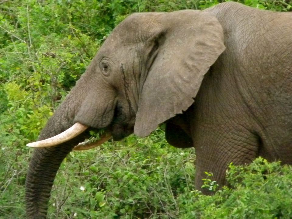 Photo of The Gorilla Loop - Kenya, Uganda & Rwanda 21/22 by David Patrick