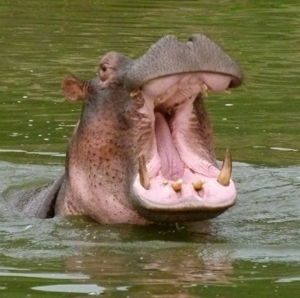 Photo of The Gorilla Loop - Kenya, Uganda & Rwanda 22/22 by David Patrick