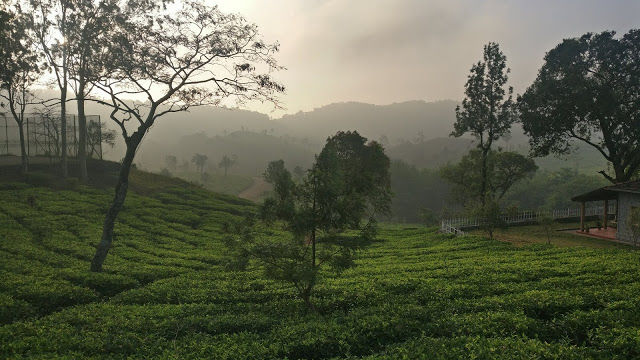 Photo of Hidden Gems of South India - Sakleshpur Tea Estates 1/3 by rusticreadsblog