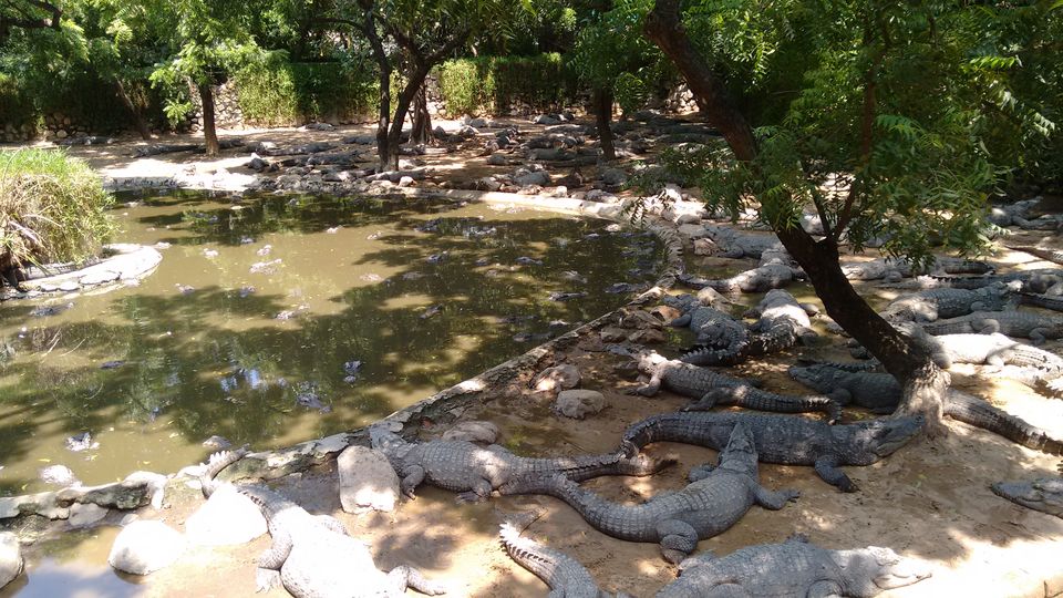 Photo of The Madras Crocodile Bank Trust and Centre for Herpetology, Semencheri, Tamil Nadu, India by Shivangi Johri
