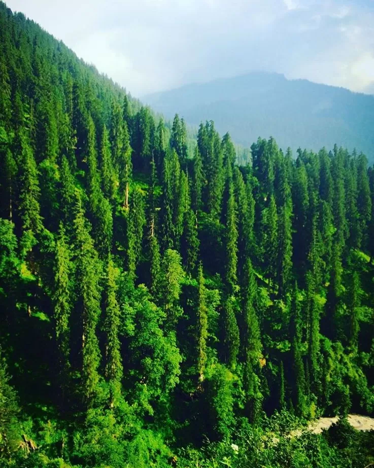 Photo of Tosh, Himachal Pradesh, India by Shivangi Johri